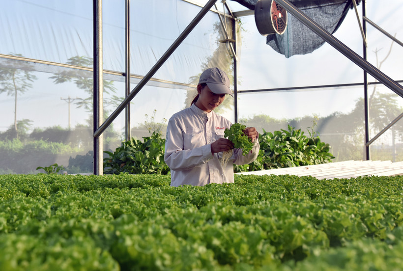 Kỹ sư nông nghiệp Công ty Declo Farm (tỉnh Bắc Ninh) kiểm tra tốc độ tăng trưởng của rau màu trồng trong nhà kính. (Ảnh MINH HÀ) 