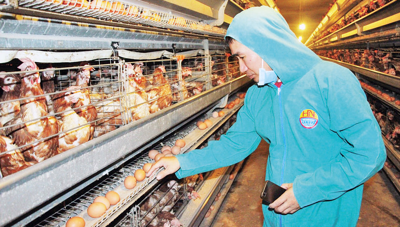 Trại chăn nuôi gà đẻ tại Bình Phước của Tập đoàn Hùng Nhơn. 