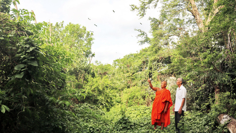Sư cả trụ trì chùa Khmer ấp Giồng Lớn khảo sát thực địa để trồng thêm cây xanh, tạo môi trường sống cho đàn chim hoang dã. 