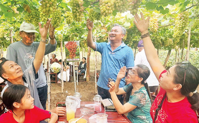 Anh Nguyễn Bảo Nguyên giới thiệu quy trình trồng nho cho du khách. 