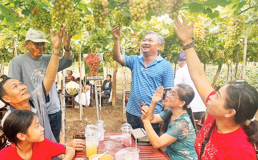 Anh Nguyễn Bảo Nguyên giới thiệu quy trình trồng nho cho du khách. 