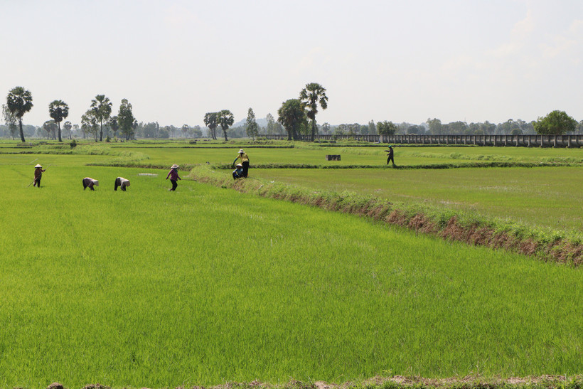 Nông dân Khmer canh tác lúa trên xã An Cư