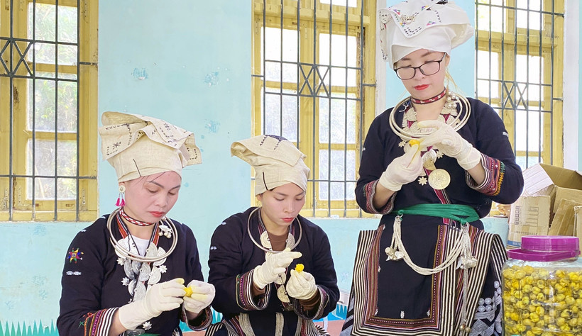 Nhiều đặc sản quý mang lại giá trị kinh tế cao nhờ canh tác hữu cơ. Trong ảnh: Thành viên Hợp tác xã nông lâm Nghĩa Tá, huyện Chợ Ðồn, tỉnh Bắc Kạn chế biến trà hoa vàng. (Ảnh HƯƠNG LY) 