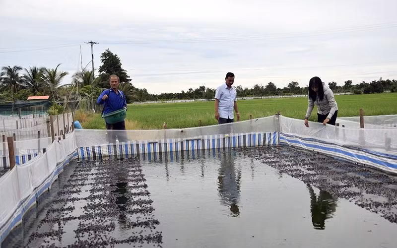 Mô hình nuôi ếch trên đồng ruộng của gia đình thương binh Trương Văn Dũng. 