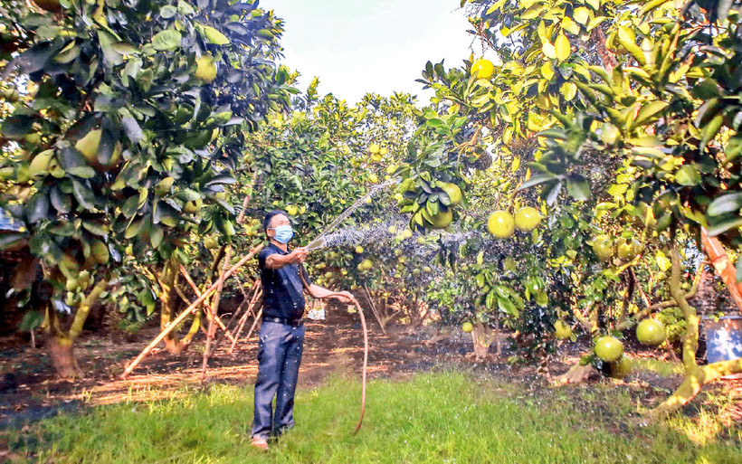 Hộ nông dân Đặng Văn Thành ở thôn 5, xã Thượng Mỗ, huyện Đan Phượng có hơn 2.000m2 đất lúa kém hiệu quả chuyển sang trồng bưởi, mỗi năm cho thu nhập hơn 100 triệu đồng. (Ảnh Tuấn Đức) 