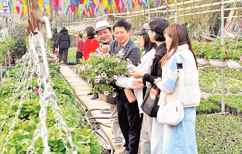 Khách du lịch tham quan các vườn hoa ở Tích Giang, huyện Phúc Thọ. 