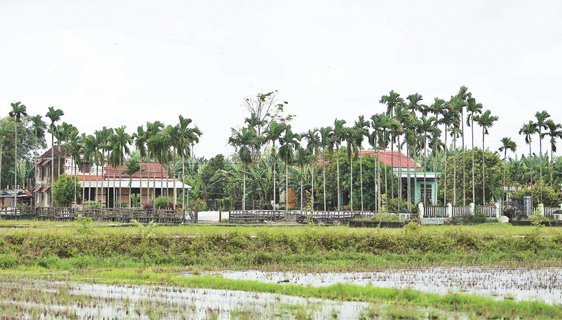 Không gian miền quê Phiếm Ái hôm nay. 