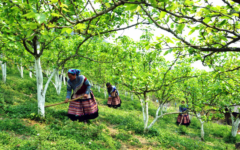 Giống lê Tai Nung VH6 do Trung tâm giống Lào Cai trồng khảo nghiệm thành công, đem lại hiệu quả kinh tế cao cho đồng bào dân tộc thiểu số Lào Cai. (Ảnh QUỐC HỒNG) 