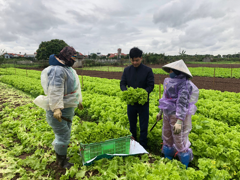 Nông dân thôn Từ Hồ, xã Yên Phú, huyện Yên Mỹ (Hưng Yên) thu hoạch rau cung cấp ra thị trường dịp giáp Tết Nguyên đán Giáp Thìn 2024. 