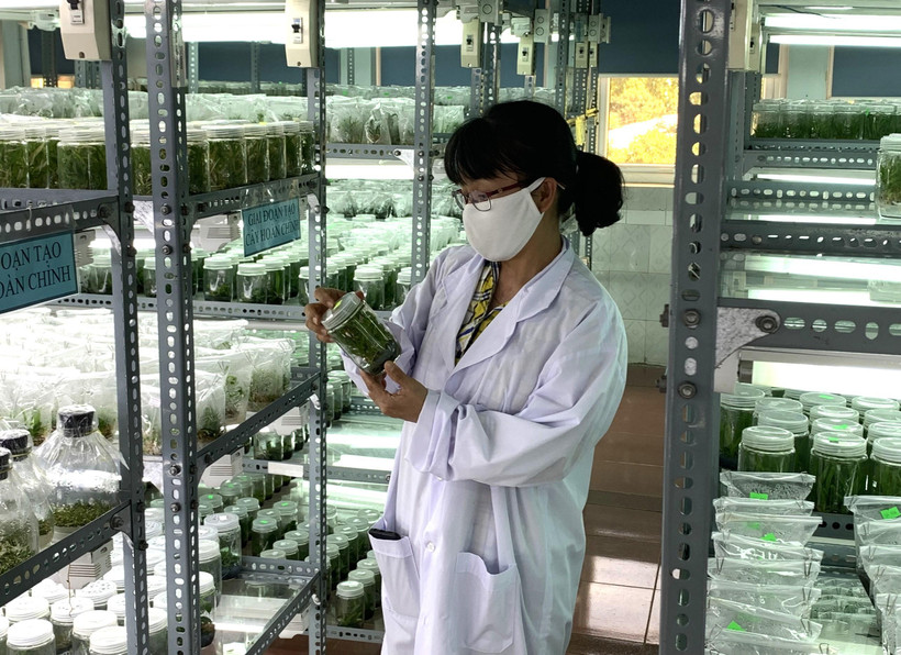 Viện Khoa học kỹ thuật nông-lâm nghiệp Tây Nguyên nghiên cứu nhân giống sâm Ngọc Linh