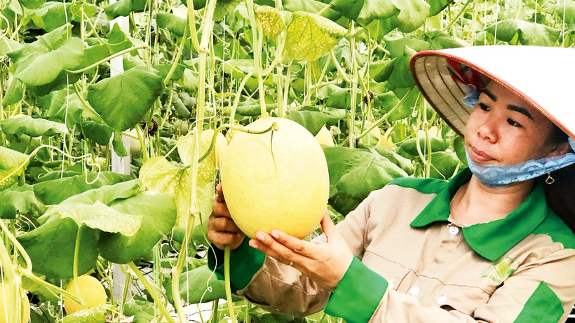 Sản phẩm dưa lưới trồng theo quy trình công nghệ cao ở Đầm Hà đã đem lại hiệu quả kinh tế cao. 