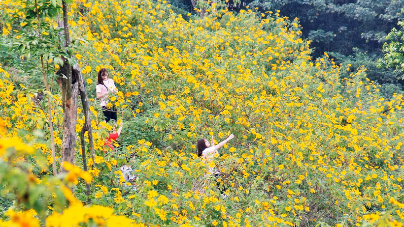 Khách du lịch đắm mình trong sắc hoa dã quỳ ở Vườn quốc gia Ba Vì. 