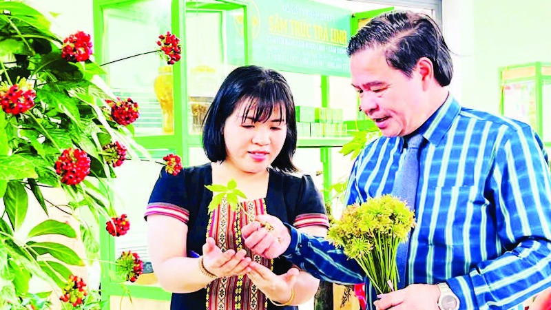 Lãnh đạo huyện Nam Trà My (Quảng Nam) giới thiệu cây sâm Ngọc Linh với người dân. 