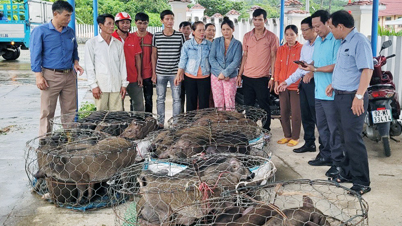 Hội Nông dân tỉnh Quảng Nam bàn giao heo giống cho các hộ khó khăn ở xã Phước Hiệp