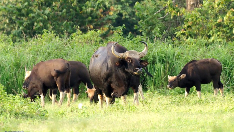 Đàn bò tót sinh sống tại Vườn quốc gia Cát Tiên. (Ảnh: Vườn quốc gia Cát Tiên).