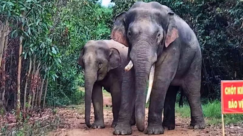 Gần đây đàn voi rừng thường xuyên xuất hiện khu dân cư gần bìa rừng thuộc Khu Bảo tồn thiên nhiên văn hóa Đồng Nai.