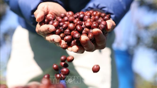 Ảnh minh họa. Nguồn: TTXVN