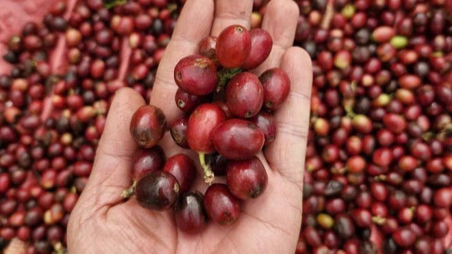 Thu hoạch cà-phê chín tại huyện Kon Plông, tỉnh Kon Tum. (Ảnh: Dư Toán-TTXVN)