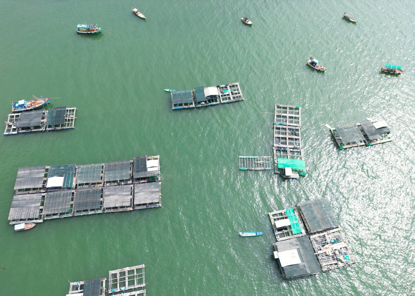 Cần nhiều biện pháp xây dựng ngành công nghiệp nuôi biển vững mạnh. Ảnh: TRINH QUỐC