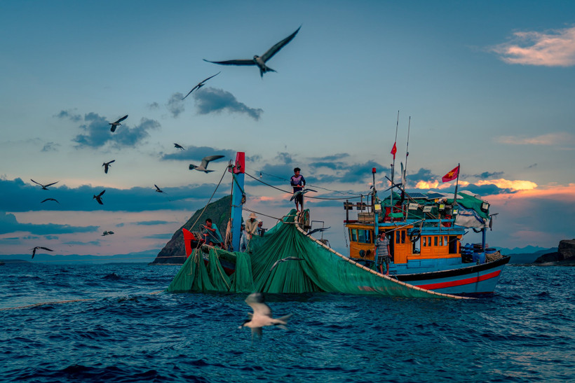 Ngư dân đánh bắt cá cơm ngần ở vùng biển Hòn Yến (tinh Phú Yên). Ảnh: NGUYỄN MINH TÚ