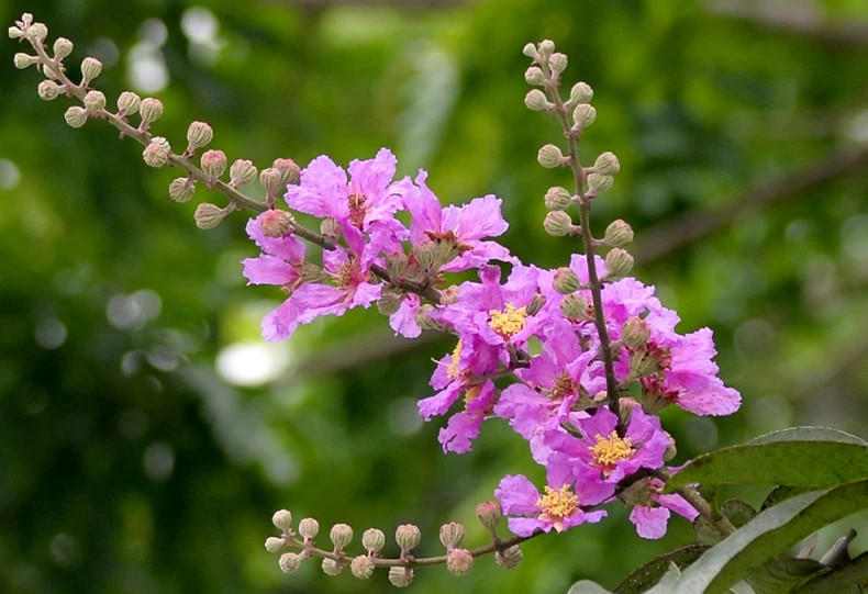 Những nụ hoa nở trong lặng lẽ