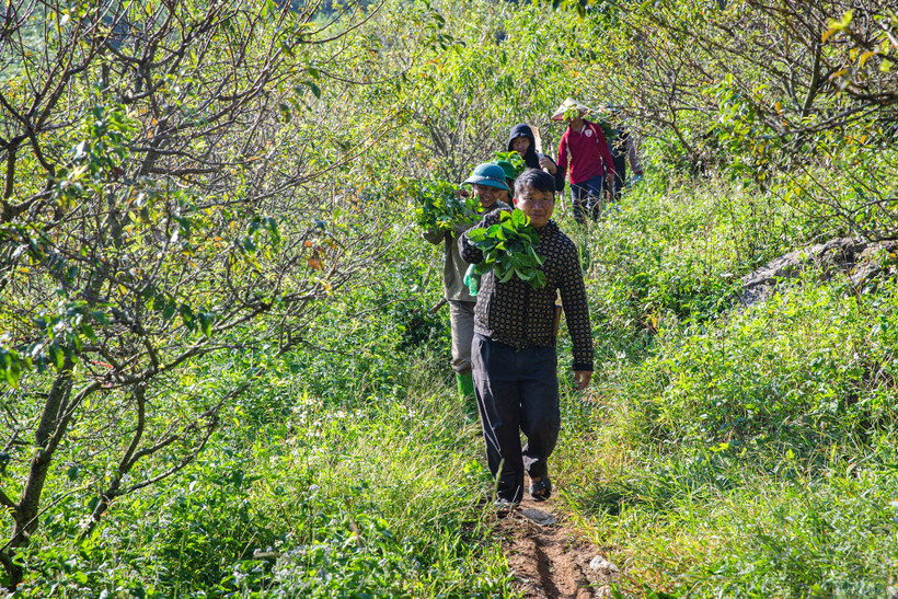 Các hoạt động vá rừng đã tạo động lực để bà con tại Vân Hồ, tỉnh Sơn La tiếp tục chăm sóc và bảo vệ rừng. Ảnh: SƠN TÙNG