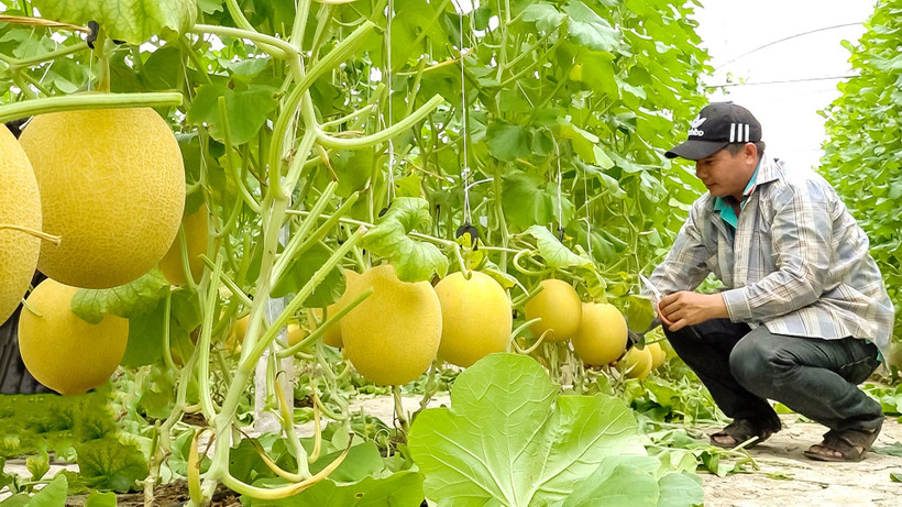 Mô hình khởi nghiệp của anh Trần Văn Thiệu, khóm 4, phường Tân Thành (TP Cà Mau, Cà Mau) trồng dưa lưới tiêu chuẩn VietGAP theo công nghệ của Israel. Ảnh: Lê Phương