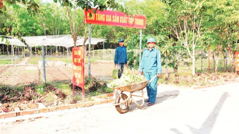 Chiến sĩ dân quân thường trực xã Thanh Hòa, huyện Bù Đốp thu hoạch rau xanh tăng gia.