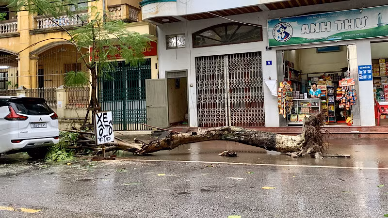 Cây phượng bị ngã đổ trên đường Trần Quang Khải (quận Hồng Bàng) do ảnh hưởng của bão số 2.