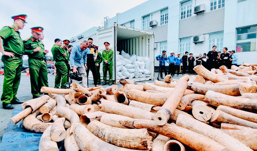 Số ngà voi nhập lậu được cho là nhiều nhất từ trước tới nay bị phát hiện qua đường biển vào Hải Phòng.