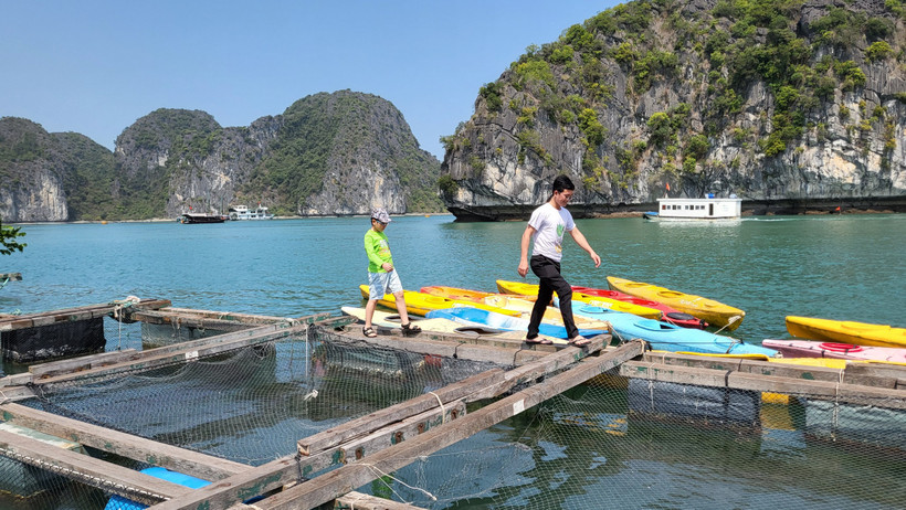Du khách tham quan bè nuôi cá trên vịnh Lan Hạ. Ảnh: Nguyễn Anh.