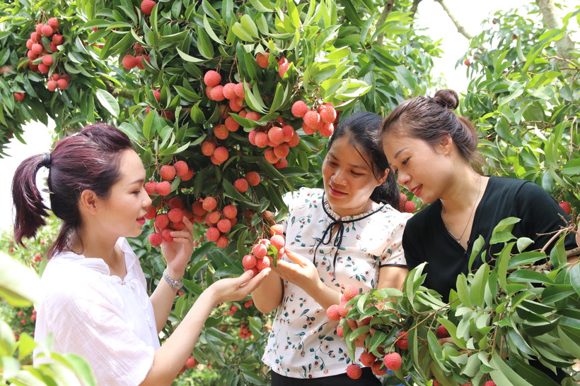 Vải thiều là cây ăn quả chủ lực của địa phương. Ảnh: Đức Thọ