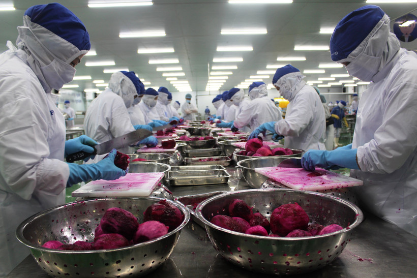 Công nhân một dây chuyền sản xuất của Công ty Lavi Food, Bến Lức (Long An). 