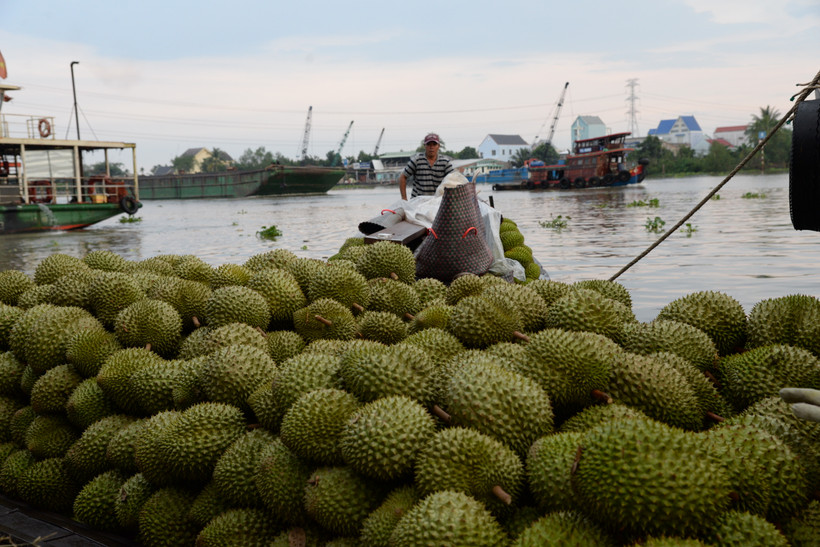 Sầu riêng của Việt Nam kỳ vọng đạt kim ngạch xuất khẩu 1 tỷ USD trong năm nay. 