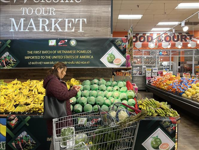 Bưởi da xanh Bến Tre của Việt Nam đã xuất hiện tại siêu thị ở Mỹ. Ảnh: TTXVN