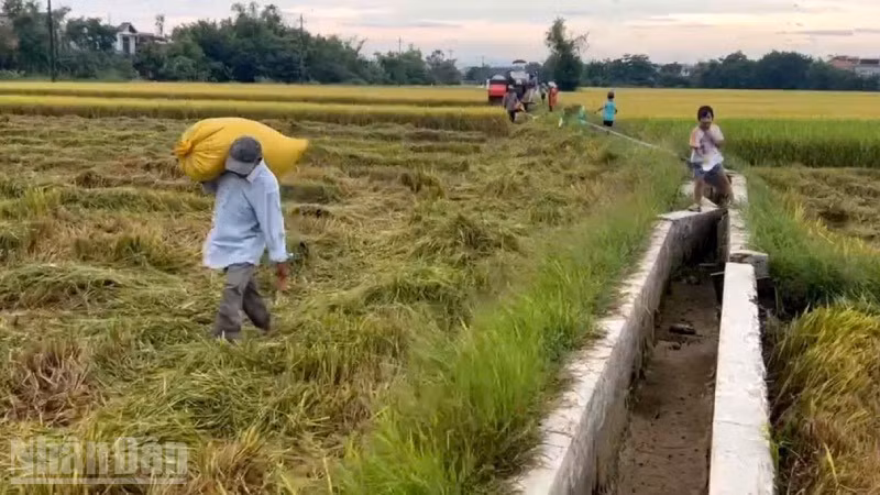 Huế kêu gọi người dân thu hoạch xong vụ hè thu trước ngày 2/9.