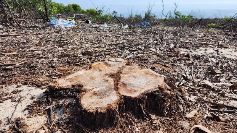 Điểm mấu chốt nằm ở biên bản thanh lý rừng do Ủy ban nhân dân xã Quảng Công ký ngày 19/2/2025.