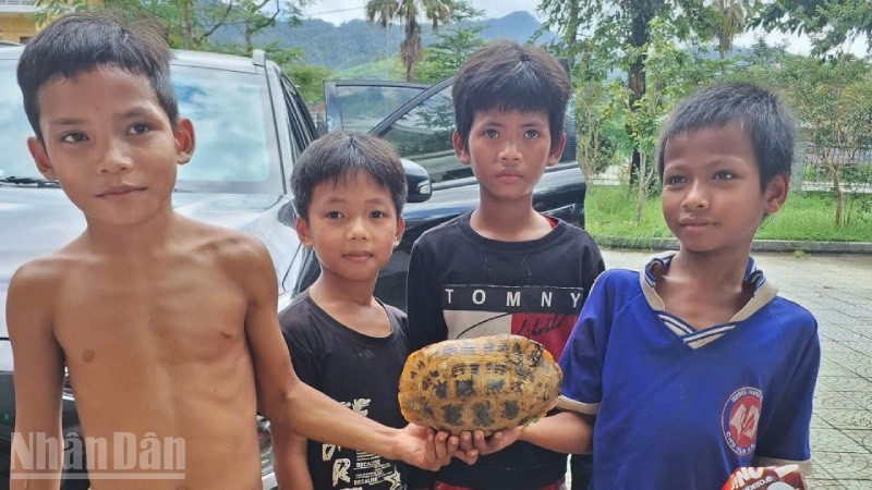 Nhóm thiếu nhi phát hiện rùa quý lạc vào khu dân cư