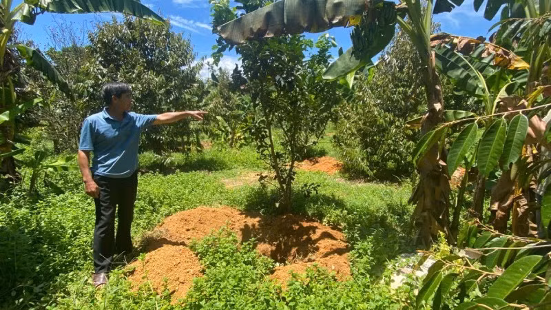 Ông Cao Viết Hùng bên những hố chôn 25 con lợn chết từ đầu tháng 7 đến nay.