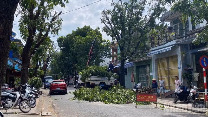 Huế đang khẩn trương tỉa mé cây xanh, tránh gãy đổ trong gió bão.