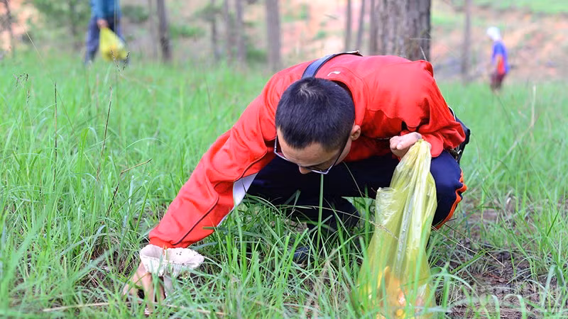 Sau mưa, người dân và du khách vào các khu rừng thông để thu hái các loại nấm.