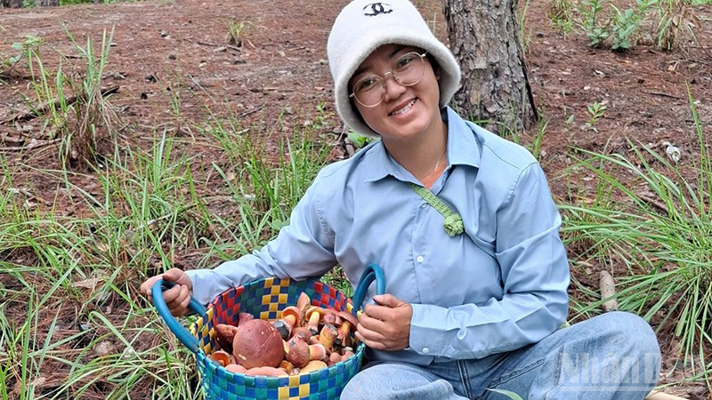 Thành quả của một buổi sáng đi hái nấm của chị Kiều Nhã Phương. ndo_br_ccccccc.jpg