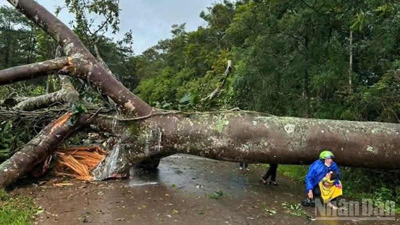 Cây xanh ngã đổ chắn ngang đường giao thông trên địa bàn xã Bảo Lâm 3, tỉnh Lâm Đồng. ndo_br_rr.jpg