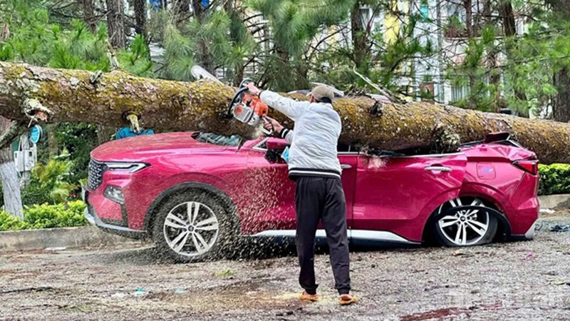 Lực lượng chức năng giải phóng hiện trường một ô-tô bị cây gãy đổ đè hư hỏng nặng. ndo_br_ff.jpg