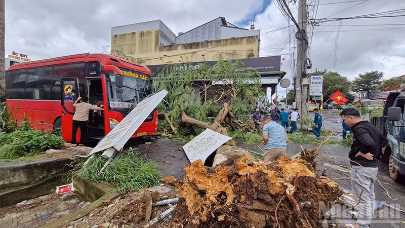 Mưa lớn, gió giật mạnh làm 30 căn nhà ở Lâm Đồng bị tốc mái, nhiều cây xanh gãy đổ, thiệt hại hàng tỷ đồng.