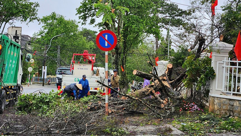 Lực lượng chức năng dọn dẹp cây xanh ngã đổ ra hướng đường Quang Trung, thành phố Đà Lạt. u.jpg