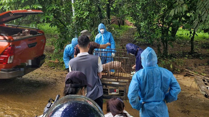 Tại thôn 5, xã Bảo Lâm 1, tỉnh Lâm Đồng đã xuất hiện tình trạng lợn chết do nhiễm virus dịch tả lợn châu phi.