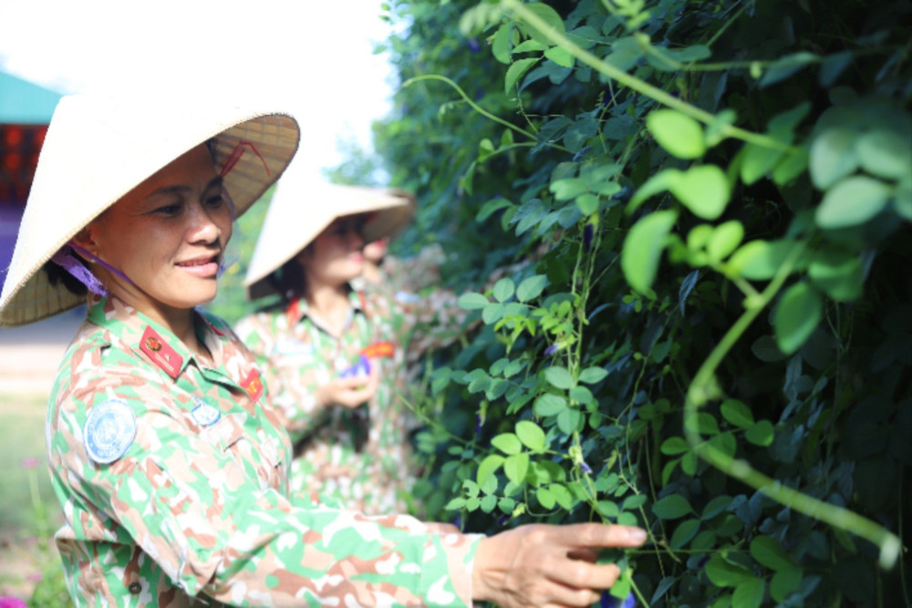 Cán bộ, hội viên Chi hội Phụ nữ của Đội Công binh số 3 thu hoạch hoa đậu biếc để làm bánh. moi-truong-2-325.jpg