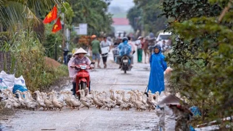 Nhiều người dân ở dưới thủy điện Ba Hạ nuôi vịt trong mùa mưa lũ để tránh thiệt hại.