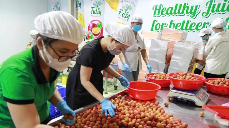 Sơ chế vải xuất khẩu tại Công ty CP Tập đoàn xuất nhập khẩu trái cây Chánh Thu. (Ảnh: MINH ANH)